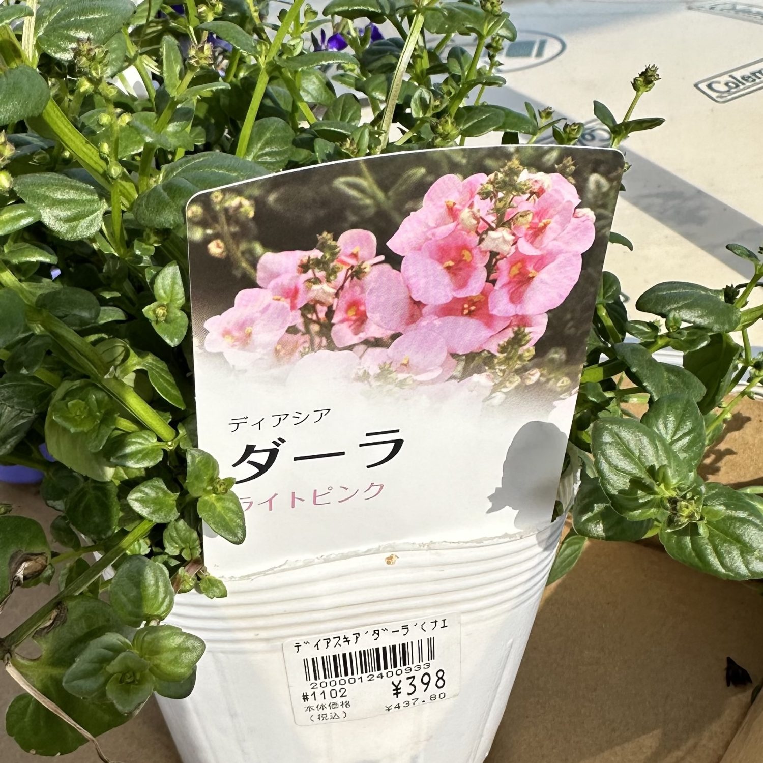 ダーラ