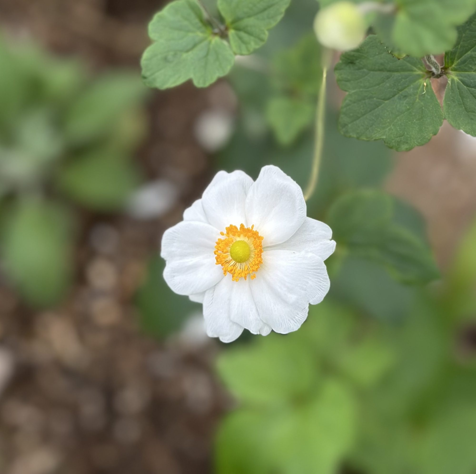 シュウメイギク（秋明菊）